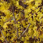 Hamamelis int. 'Pallida' 60-80 cm 5,0L
