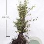 Fagus sylvatica 100-125 cm wortelgoed