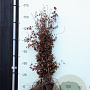 Fagus syl. 'Atropunicea' 125-150 cm wortelgoed