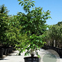 Juglans regia 350-400 cm cont. 230L meerstammig