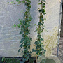 Hedera hibernica 125-150 cm 2,0L
