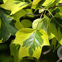 Liriodendron t. 'Aureomarginat.' 12-14 HO cont. 55L