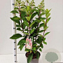 Hydrangea pan. Pinky Winky 50-60 cm 5,0L