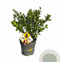 Ilex crenata Dark Green 15-20 cm C1 struik potgekweekt