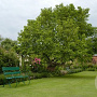 Morus alba 20-25 HO cont. 150L 225 cm stam