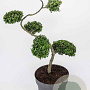 Ilex crenata Dark Green 80 cm 18L vormen