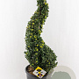 Ilex crenata Dark Green 90-100 cm 18L spiraal potgekweekt