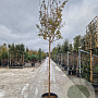 Lagerstroemia indica 180 cm stam container 12-14 leiboom