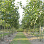 Platanus hispanica 300-350 cm cont. 150L meerstammig