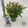 Leucothoe keiskei Burning Love 25-30 cm 2,0L