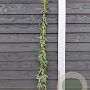 Lonicera henryi 150-175 cm vierkant rond 5,5L