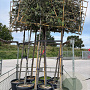 Quercus ilex 12-14 HO container lei 120x150 200 cm stam