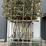 Quercus ilex 8-10 HO container 200 cm stam lei 150x120