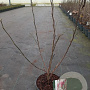Magnolia 'Susan' 40-50 cm 5,0L