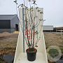Malus 'Evereste' 200-250 cm cont. 55L meerstammig
