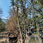 Quercus suber 300-350 cm container meerstammig