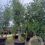 Quercus suber 450-500 cm container meerstammig
