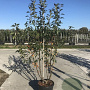 Malus 'Red Sentinel' 175-200 cm 50L solitair