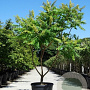 Rhus typhina 250-300 cm cont. 90L meerstammig