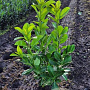 Robinia ps. 'Umbraculifera' 12-14 HO 45L 225 cm stam