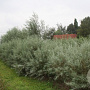 Salix rosmarinifolia 250-300 cm cont. 150L meerstammig