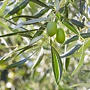 Olea europaea 40-50 cm cont. 150L solitair