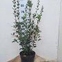 Osmanthus heterophyllus 60-80 cm 7,5L