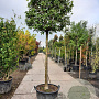 Osmanthus heterophyllus 180 cm stam container 20-25