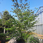 Parrotia persica 350-400 cm container solitair 2-3 tak