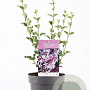 Syringa meyeri 'Palibin' 30-40 cm 3,0L