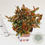Photinia fraseri 'Little Fenna' 20-30 cm 2,5L