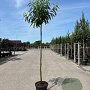Castanea sat. 'Lyon' 12-14 HO 45L 225 cm stam