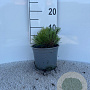 Pinus mugo pumilio 5-10 cm 2,0L