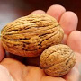 Juglans r. 'Lange van Lod' 12-14 HO cont. 90L