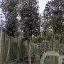 Quercus ilex 180 cm stam container 30-35