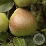 Pyrus c. 'Saint Rémy' 12-14 HA 35L