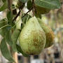 Pyrus c. 'Triomphe de Vienne' GM cont. 60L 5 etages HAAGVORM