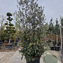 Quercus ilex 250-300 cm cont. 150L meerstammig