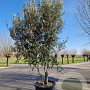 Quercus ilex 400-450 cm container meerstammig