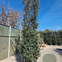 Quercus ilex 400-450 cm cont. 230L meerstammig
