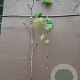Vitis 'Vroege van der Laan' 150-175 cm 5,0L