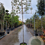 Quercus ilex 180 cm stam container 16-18
