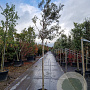 Quercus ilex 10-12 HO container lei 120x120
