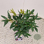 Sarcococca h. Winter Gem 20-25 cm 2,5L
