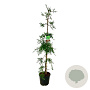 Sequoia s. 'Illa Martin' 175-200 cm 30L extra