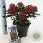 Skimmia j. Rubesta 20-25 cm 2,0L
