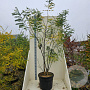 Styphnolobium japonicum 200-250 cm cont. 55L meerstammig
