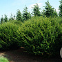 Taxus baccata 170-180 cm draadkluit bol
