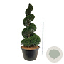 Taxus baccata 225-250 cm cont. 500L spiraal