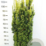 Taxus b. 'David' 120-140 cm met kluit